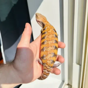 Specialty Morph Northern ID: (WC001)